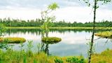 Wasserlandschaft, inder Mitte ein Baum auf einer kleinen, grünen Insel