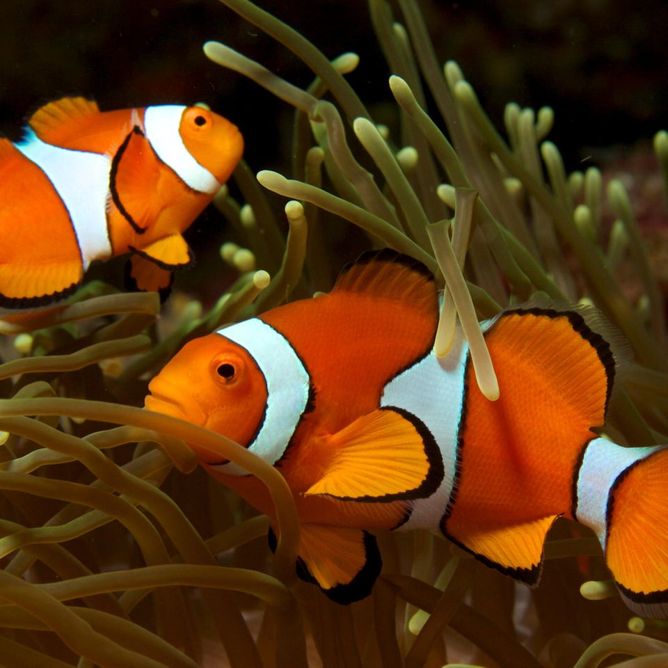 Erwachsene Clownfische der Art Amphiprion ocellaris tragen ein unverwechselbares Merkmal: drei weiße Streifen