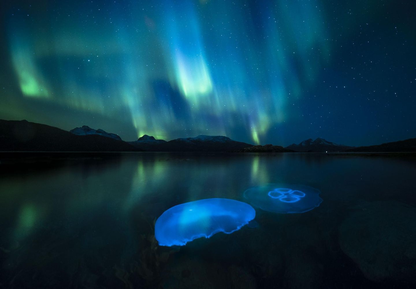 Leuchtende Quallen und Polarlichter Ebenfalls ausgezeichnet wurden vier weitere Arbeiten, darunter ein Foto des norwegischen Fotografen Audun Rikardsen: Mondquallen schwärmen in den herbstlichen Gewässern eines Fjords in der Nähe von Tromsø in Nordnorwegen, gekrönt von einem Polarlicht. Mondquallen kommen in allen Ozeanen vor und sind leicht an ihren vier Ringen zu erkennen, bei denen es sich in Wirklichkeit um ihre Genitalien handelt