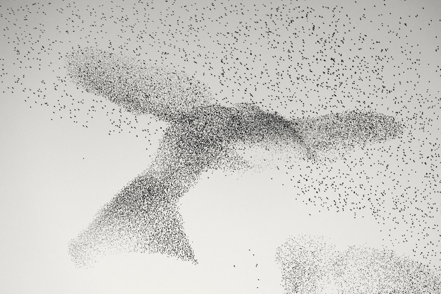 Wenn die Stare am Abend aus Rom zu ihren Schlafplätzen vor den Toren der Stadt zurückkehren, scheint ihr Flug unvorhersehbaren Choreografien zu folgen. Auf dem Foto des Rumänen Daniel Dencescu bildet der Schwarm eine Vogel-Silhouette