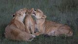 Zwei Löwinnen kümmern sich hingebungsvoll um eines der fünf Jungtiere ihres Rudels in Kenias Maasai Mara. Die Weibchen ziehen die Jungen der Geschlechtsgenossinnen wie ihre eigenen auf und teilen sich auch die Erziehungsaufgaben. Ein Foto des kenianischen Fotografen Mark Boyd