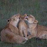Zwei Löwinnen kümmern sich hingebungsvoll um eines der fünf Jungtiere ihres Rudels in Kenias Maasai Mara. Die Weibchen ziehen die Jungen der Geschlechtsgenossinnen wie ihre eigenen auf und teilen sich auch die Erziehungsaufgaben. Ein Foto des kenianischen Fotografen Mark Boyd