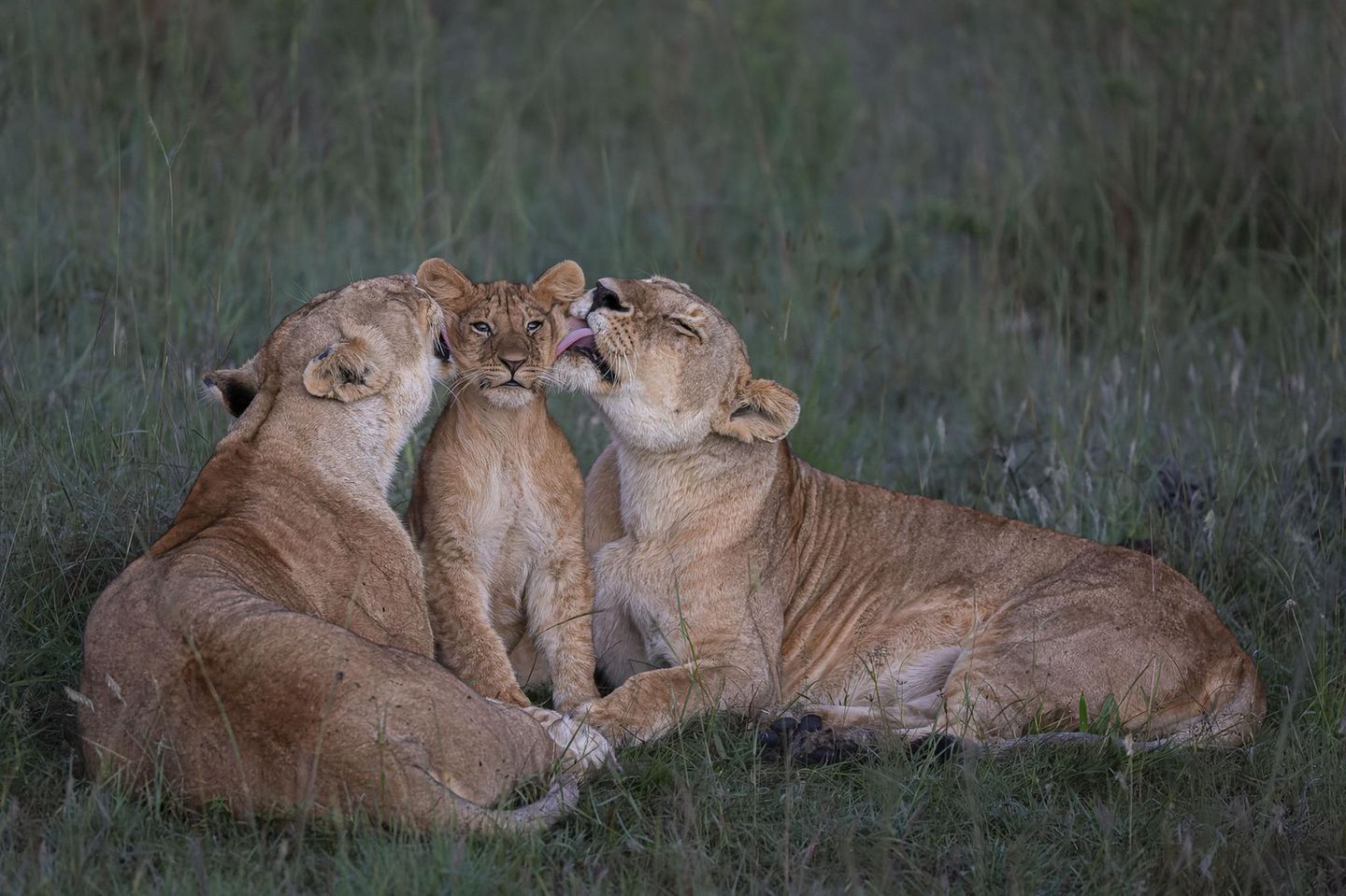 Zwei Löwinnen kümmern sich hingebungsvoll um eines der fünf Jungtiere ihres Rudels in Kenias Maasai Mara. Die Weibchen ziehen die Jungen der Geschlechtsgenossinnen wie ihre eigenen auf und teilen sich auch die Erziehungsaufgaben. Ein Foto des kenianischen Fotografen Mark Boyd