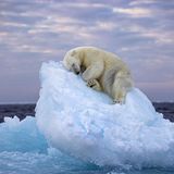 Nima Sarikhanis anrührendes Bild eines schlafenden Eisbären ist der Gewinner des People's Choice Award 2023 beim Wildlife Photographer of the Year 59. Das Foto gelang dem britischen Fotografen vor der norwegischen Inselgruppe Svalbard. An der Abstimmung zum Publikumspreis hatten 75.000 Fotobegeisterte teilgenommen