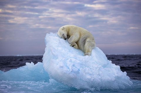 Nima Sarikhanis anrührendes Bild eines schlafenden Eisbären ist der Gewinner des People's Choice Award 2023 beim Wildlife Photographer of the Year 59. Das Foto gelang dem britischen Fotografen vor der norwegischen Inselgruppe Svalbard. An der Abstimmung zum Publikumspreis hatten 75.000 Fotobegeisterte teilgenommen