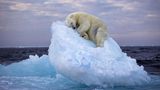 Nima Sarikhanis anrührendes Bild eines schlafenden Eisbären ist der Gewinner des People's Choice Award 2023 beim Wildlife Photographer of the Year 59. Das Foto gelang dem britischen Fotografen vor der norwegischen Inselgruppe Svalbard. An der Abstimmung zum Publikumspreis hatten 75.000 Fotobegeisterte teilgenommen