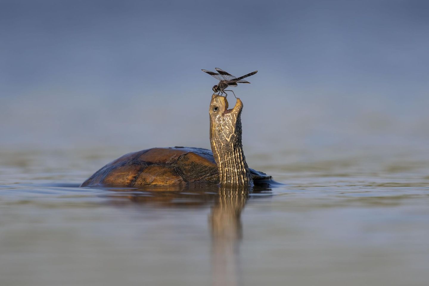 Gefährlicher Landeplatz Tzahi Finkelstein wollte in der israelischen Jesreel-Ebene Ufervögel fotografieren, als er eine Westkaspische Schildkröte entdeckte. Deren Kopf hatte sich eine Gebänderte Prachtlibelle zum Ausruhen ausgesucht – "ein Moment friedlicher Koexistenz", wie der Fotograf über sein Bild schreibt