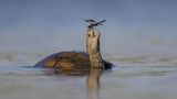 Tzahi Finkelstein wollte in der israelischen Jesreel-Ebene Ufervögel fotografieren, als er eine Westkaspische Schildkröte entdeckte. Deren Kopf hatte sich eine Gebänderte Prachtlibelle zum Ausruhen ausgesucht – "ein Moment friedlicher Koexistenz", wie der Fotograf über sein Bild schreibt
