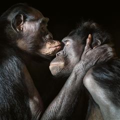 Bonobos führen ein vielfältiges Sozialleben. Sie tauschen Zärtlichkeiten aus und pflegen Freundschaften. Allerdings: Vertrauen, Wertschätzung, Empathie, ein Sich-hingezogen-Fühlen einem anderen Individuum gegenüber sind nicht nur bei Primaten zu finden