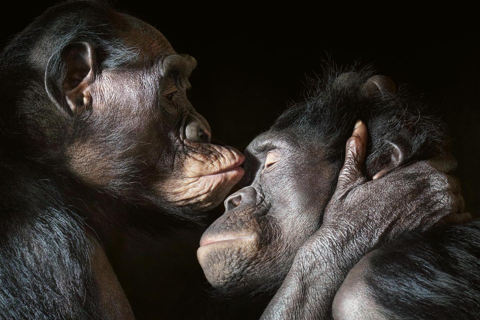 Bonobos führen ein vielfältiges Sozialleben. Sie tauschen Zärtlichkeiten aus und pflegen Freundschaften. Allerdings: Vertrauen, Wertschätzung, Empathie, ein Sich-hingezogen-Fühlen einem anderen Individuum gegenüber sind nicht nur bei Primaten zu finden