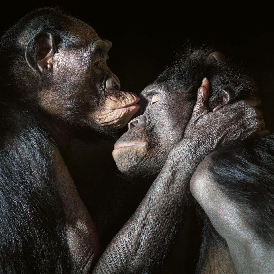 Bonobos führen ein vielfältiges Sozialleben. Sie tauschen Zärtlichkeiten aus und pflegen Freundschaften. Allerdings: Vertrauen, Wertschätzung, Empathie, ein Sich-hingezogen-Fühlen einem anderen Individuum gegenüber sind nicht nur bei Primaten zu finden
