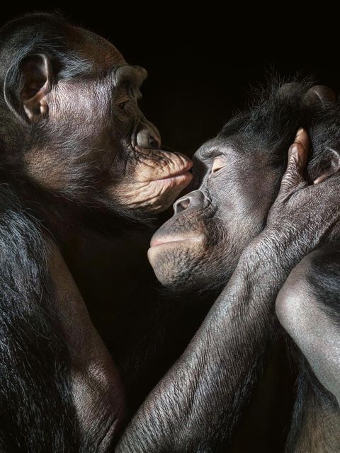 Bonobos führen ein vielfältiges Sozialleben. Sie tauschen Zärtlichkeiten aus und pflegen Freundschaften. Allerdings: Vertrauen, Wertschätzung, Empathie, ein Sich-hingezogen-Fühlen einem anderen Individuum gegenüber sind nicht nur bei Primaten zu finden