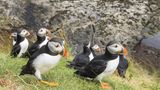 Papageitaucher am Brutplatz, Staffa, Insel Mull, Hebriden