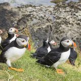 Papageitaucher am Brutplatz, Staffa, Insel Mull, Hebriden