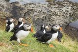 Papageitaucher am Brutplatz, Staffa, Insel Mull, Hebriden