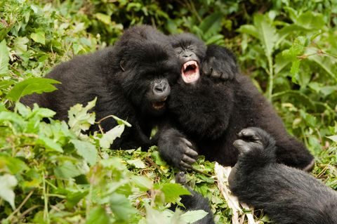 Mountain Gorilla, Gorilla beringei beringei, juveniles playing, Sabyinyo Group, Volcanoes National Park, Rwanda, Africa