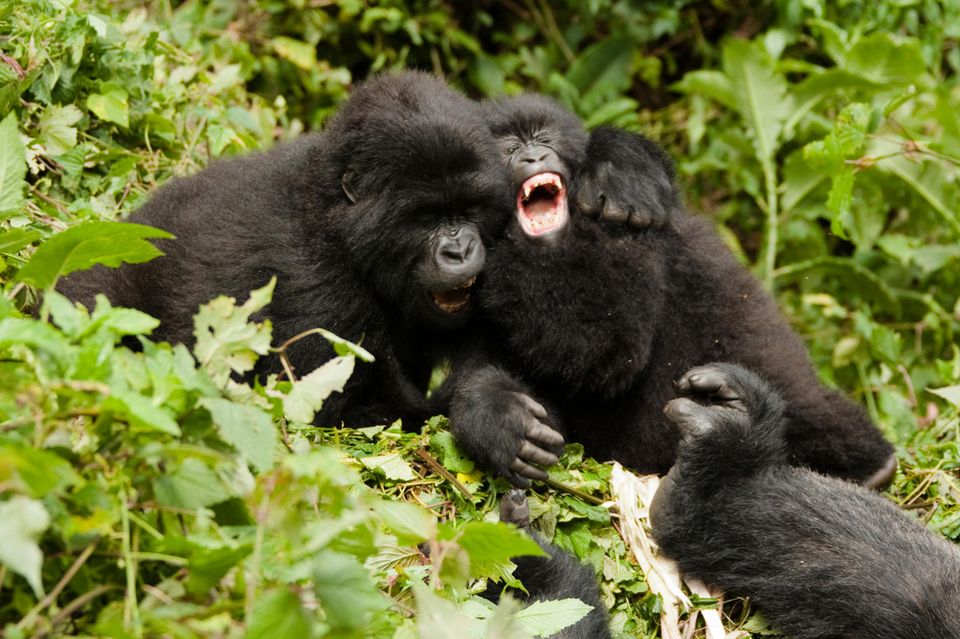 Mountain Gorilla, Gorilla beringei beringei, juveniles playing, Sabyinyo Group, Volcanoes National Park, Rwanda, Africa  1.5004