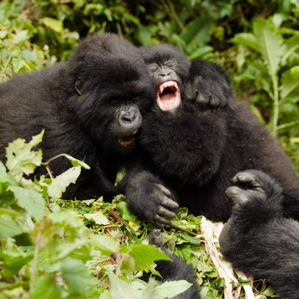 Mountain Gorilla, Gorilla beringei beringei, juveniles playing, Sabyinyo Group, Volcanoes National Park, Rwanda, Africa