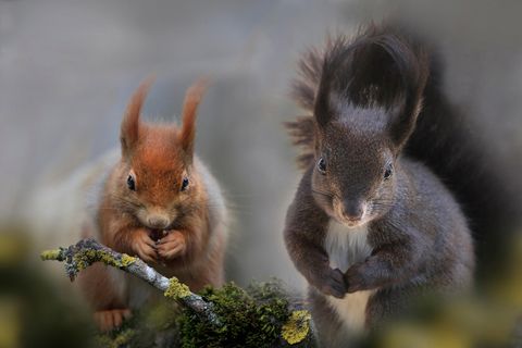 Rotes und schwarzes Eichhörnchen bei Nahrungsaufnahme