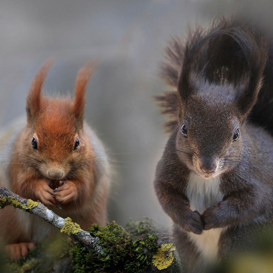 Rotes und schwarzes Eichhörnchen bei Nahrungsaufnahme  Rotes und schwarzes Eichhörnchen bei Nahrungsaufnahme