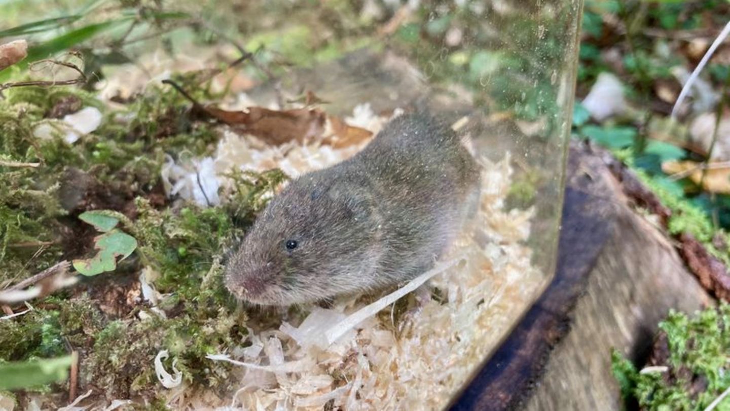 Zeigte sich im Sommer 2023 in der Nähe von Mittenwald auffallend häufig: die seltene Bayerische Kurzohrmaus (Microtus bavaricus), hier in einer Lebendfalle