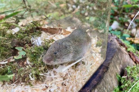 Zeigte sich im Sommer 2023 in der Nähe von Mittenwald auffallend häufig: die seltene Bayerische Kurzohrmaus (Microtus bavaricus), hier in einer Lebendfalle