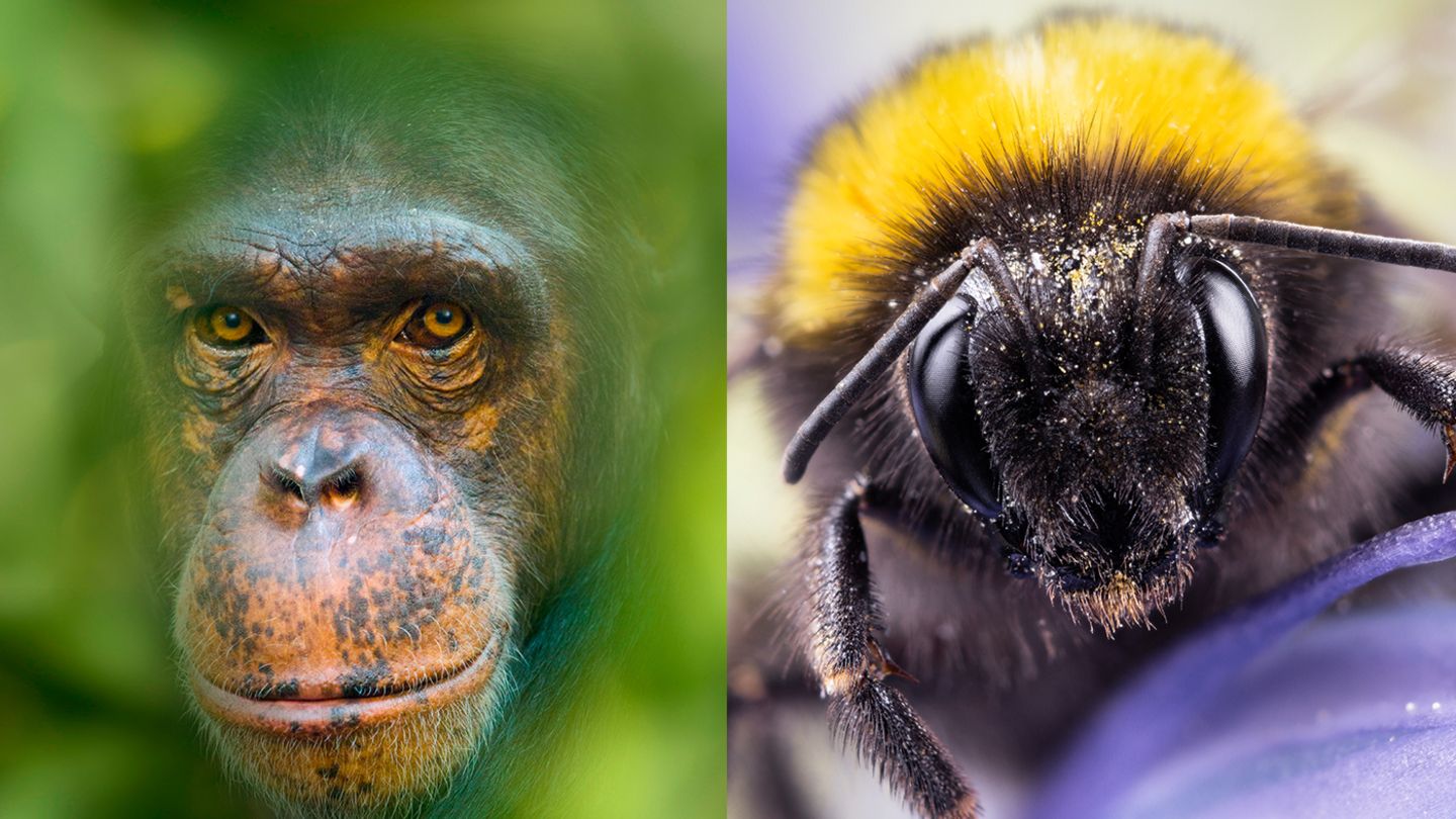 Verhalten: Nicht nur Menschenaffen wissen in Intelligenztests zu verblüffen. Forschende fanden jüngst heraus, dass sich auch Hummeln wie vernunftbegabte Wesen verhalten Nicht nur Menschenaffen wissen in Intelligenztests zu verblüffen. Forschende fanden jüngst heraus, dass sich auch Hummeln wie vernunftbegabte Wesen verhalten