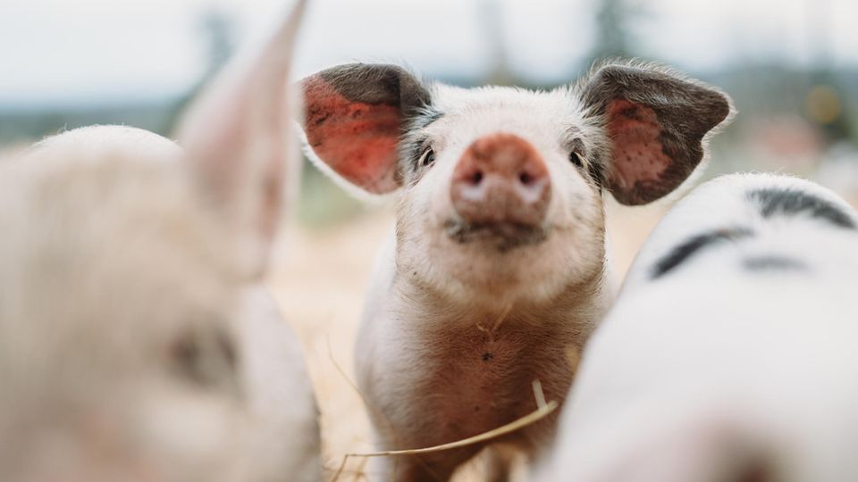 Schweine haben ein ausgeprägtes Spielverhalten. Doch nicht nur das: Sie kooperieren auch miteinander und zeigen Mitgefühl für ihresgleiche