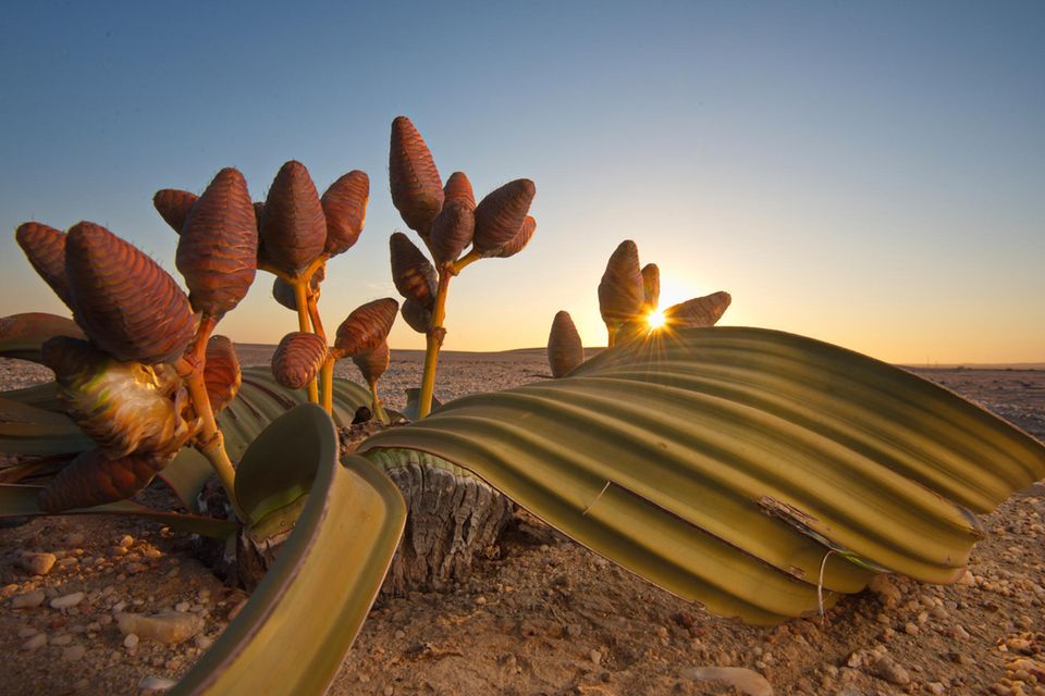 Welwitschia mirabilis ist eine der erstaunlichsten Wüstenpflanzen – und nur in der Namib heimisch. Die Art lebt schon seit den Zeiten der Dinosaurier auf der Erde  1.5718