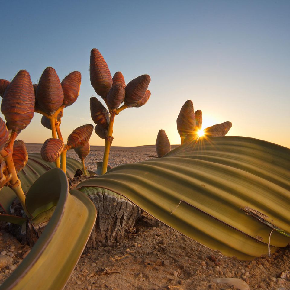 Namib: Welwitschia mirabilis ist eine der erstaunlichsten Wüstenpflanzen – und nur in der Namib heimisch. Die Art lebt schon seit den Zeiten der Dinosaurier auf der Erde Welwitschia mirabilis ist eine der erstaunlichsten Wüstenpflanzen – und nur in der Namib heimisch. Die Art lebt schon seit den Zeiten der Dinosaurier auf der Erde