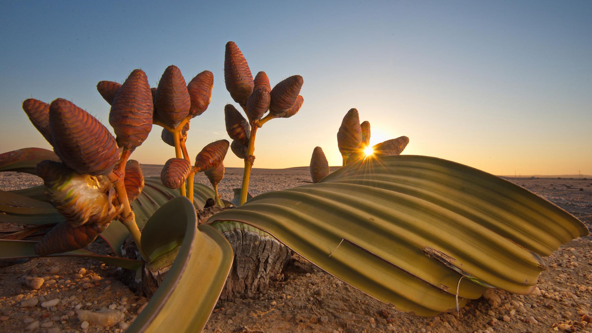 Namib: Welwitschia mirabilis ist eine der erstaunlichsten Wüstenpflanzen – und nur in der Namib heimisch. Die Art lebt schon seit den Zeiten der Dinosaurier auf der Erde Welwitschia mirabilis ist eine der erstaunlichsten Wüstenpflanzen – und nur in der Namib heimisch. Die Art lebt schon seit den Zeiten der Dinosaurier auf der Erde