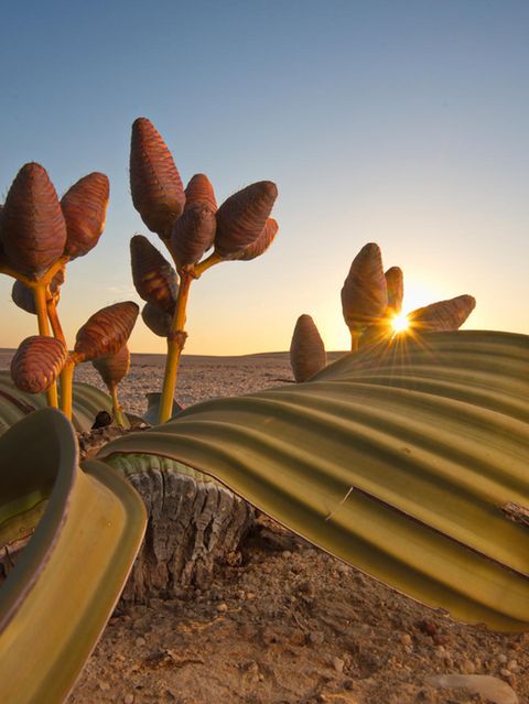 Welwitschia mirabilis ist eine der erstaunlichsten Wüstenpflanzen – und nur in der Namib heimisch. Die Art lebt schon seit den Zeiten der Dinosaurier auf der Erde
