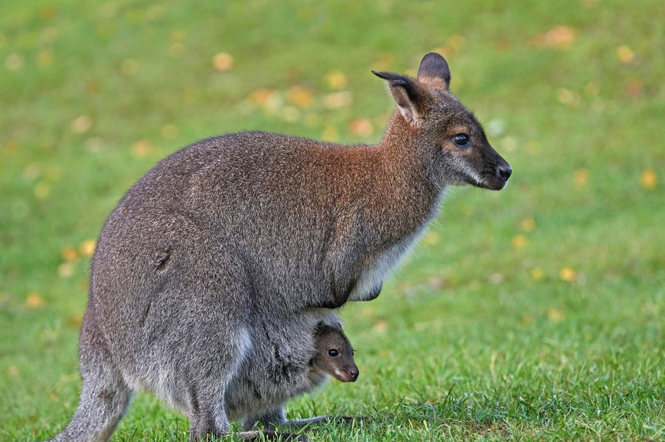 Wallaby mit Kind im Beutel