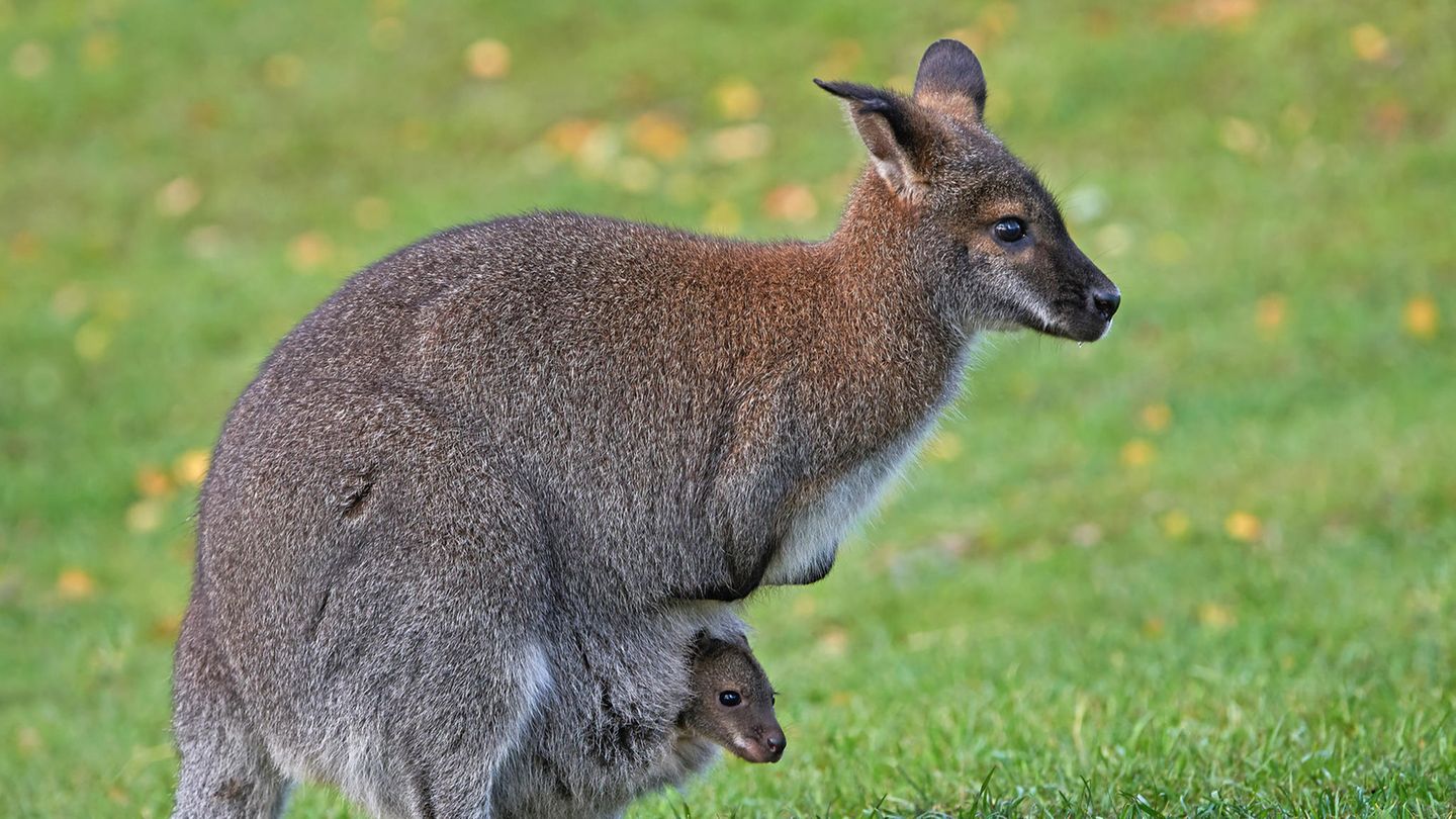 Wallaby mit Kind im Beutel