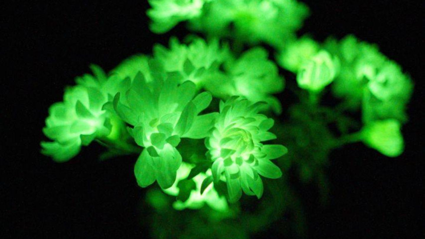 grüne Pflanze, die schimmert