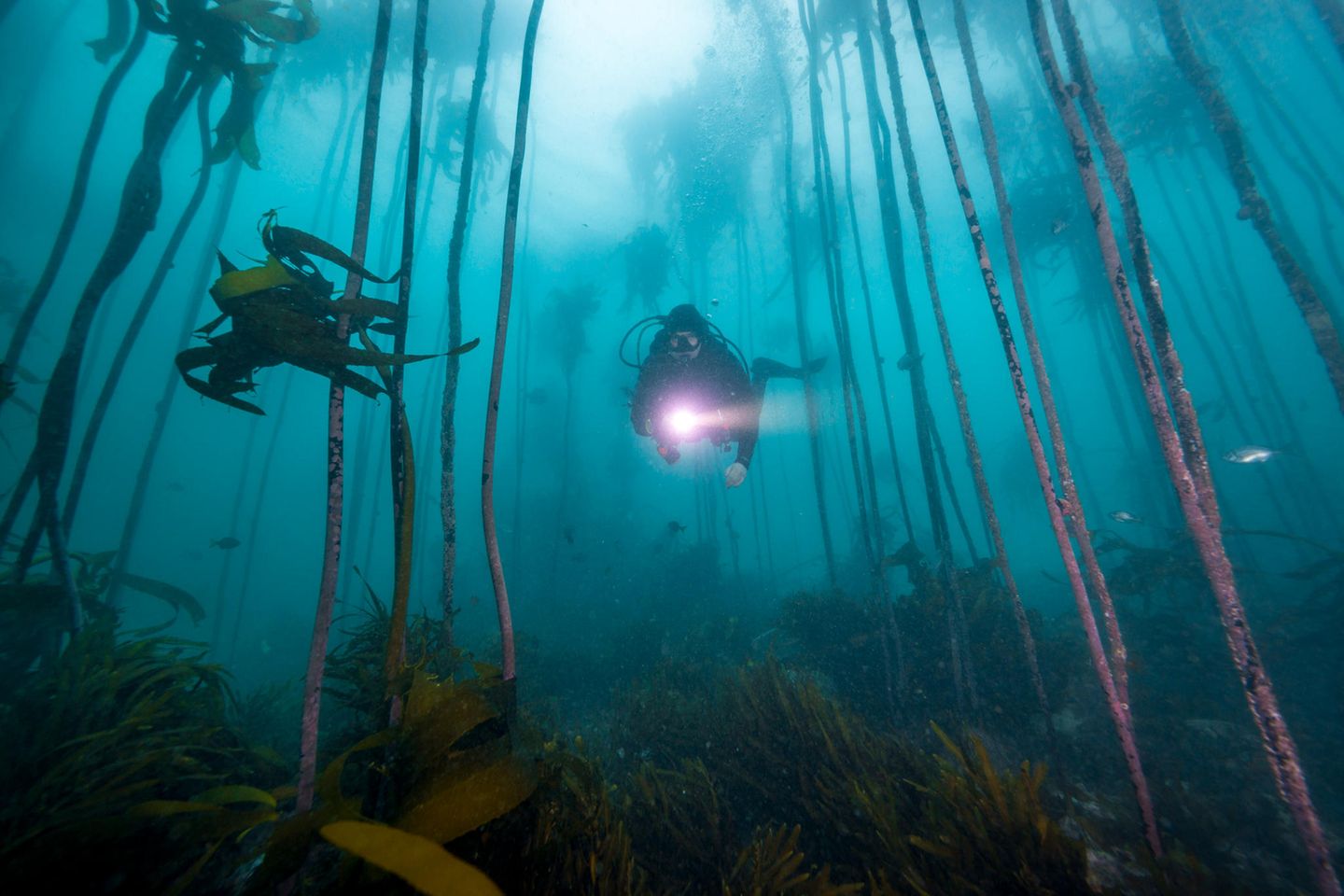 Taucher im Seetangwald in der False Bay in Südafrika