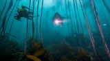 Abenteuer unter Wasser: Schnorcheln im Seetangwald Taucher im Seetangwald in der False Bay in Südafrika