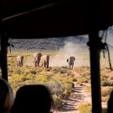 Elefanten und Touristen im Aquila Wildlife Reserve