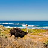 Strauss in Südafrika am Cape of Good Hope Nature Reserve