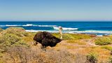 Strauss in Südafrika am Cape of Good Hope Nature Reserve