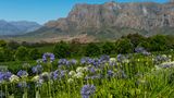 Stellenbosch Weinfelder am Western Cape in Südafrika