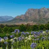 Stellenbosch Weinfelder am Western Cape in Südafrika