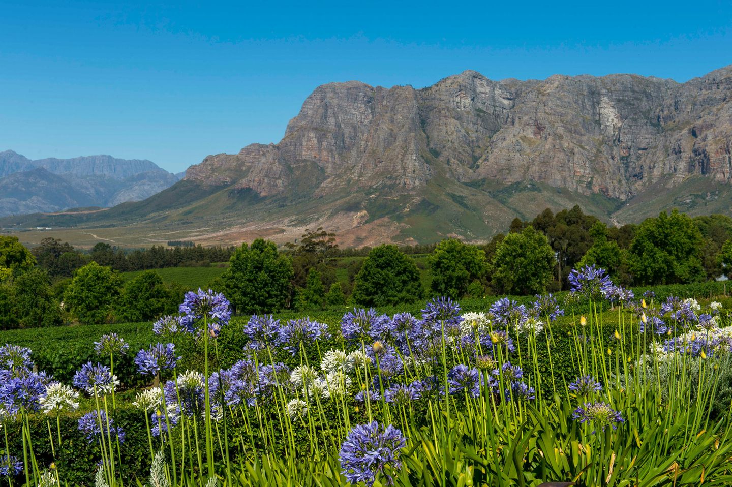 Stellenbosch: Wein, Sonne und gute Laune Stellenbosch Weinfelder am Western Cape in Südafrika