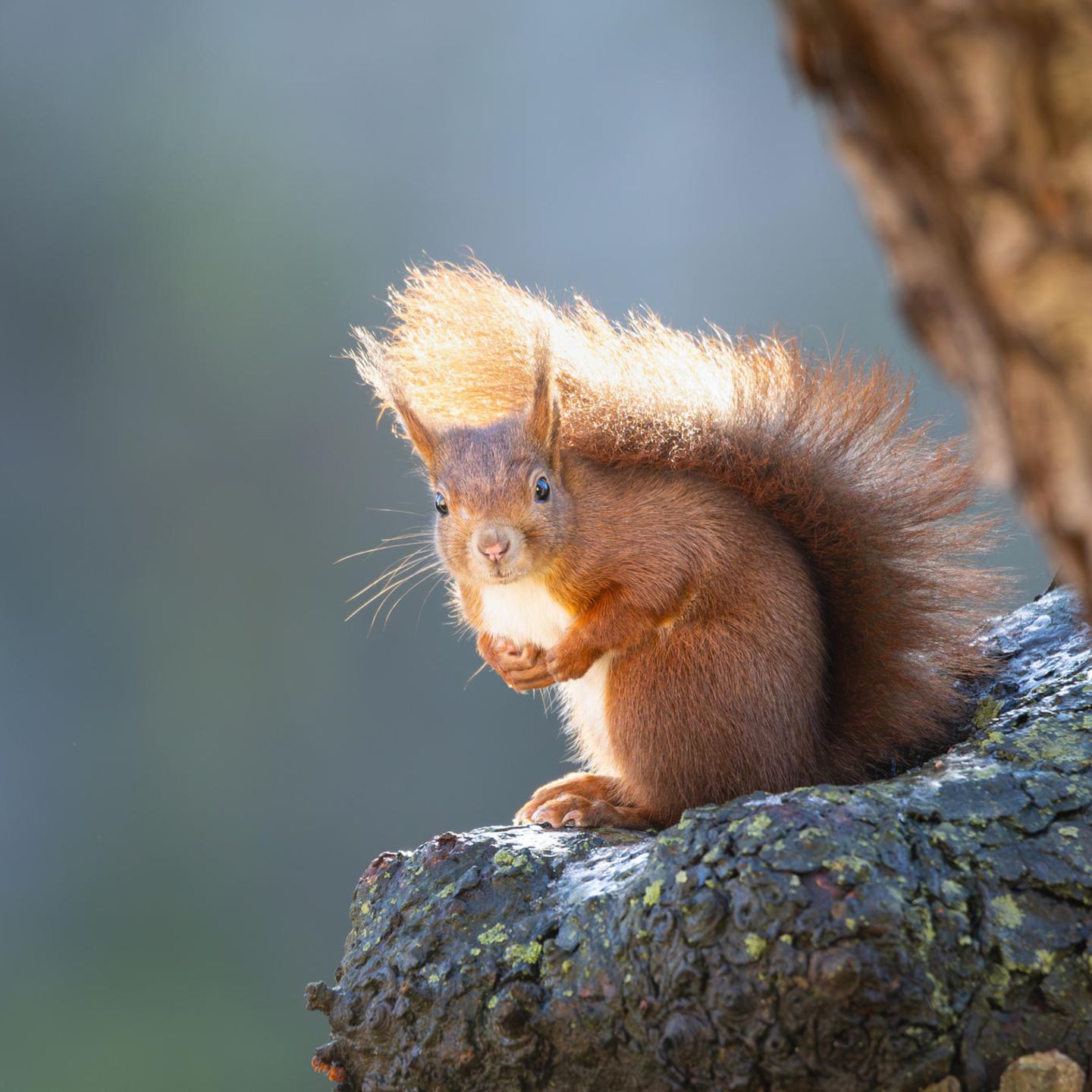 Eichhörnchen im Garten