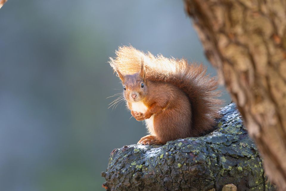 Eichhörnchen im Garten  1.5004