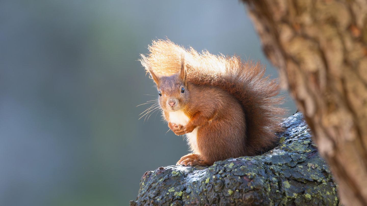 Eichhörnchen im Garten