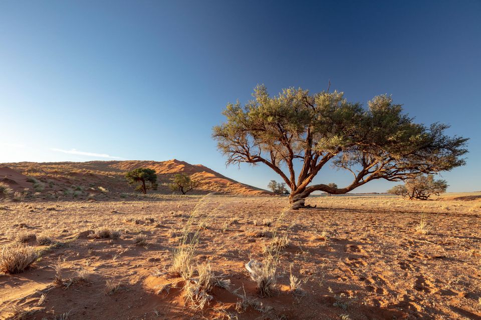 Im Savannenboden ist viel Kohlenstoff gespeichert. Werden hier Bäume gepflanzt, entweicht der Kohlenstoff – und der Lebensraum von Nashorn und Löwe verändert sich dramatisch