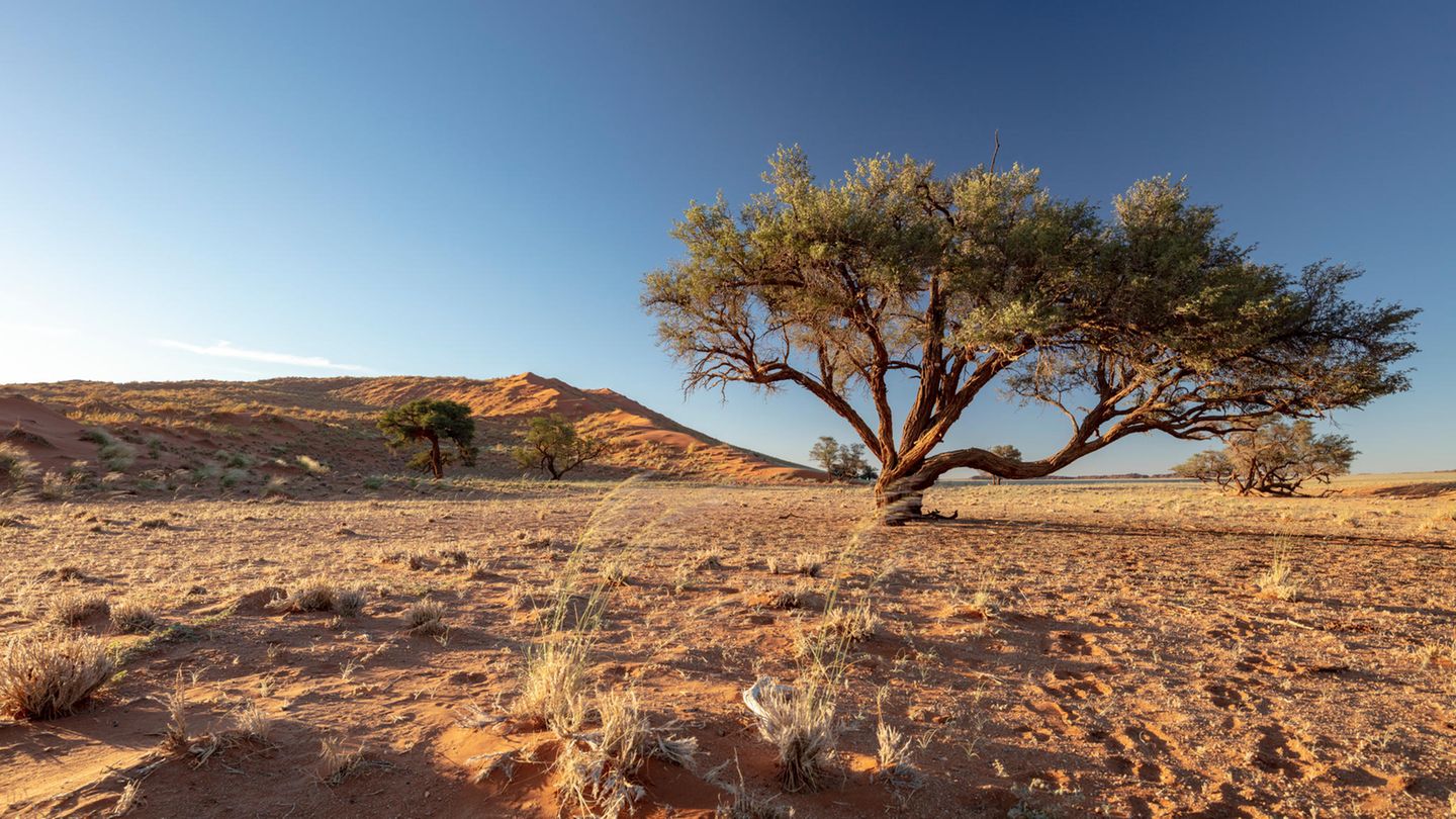 Im Savannenboden ist viel Kohlenstoff gespeichert. Werden hier Bäume gepflanzt, entweicht der Kohlenstoff – und der Lebensraum von Nashorn und Löwe verändert sich dramatisch