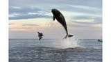 Orca attacking a Bottlenose dolphin