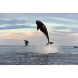 Orca attacking a Bottlenose dolphin